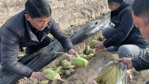 萝卜滞销愁坏菜农 爱心企业组局来帮忙