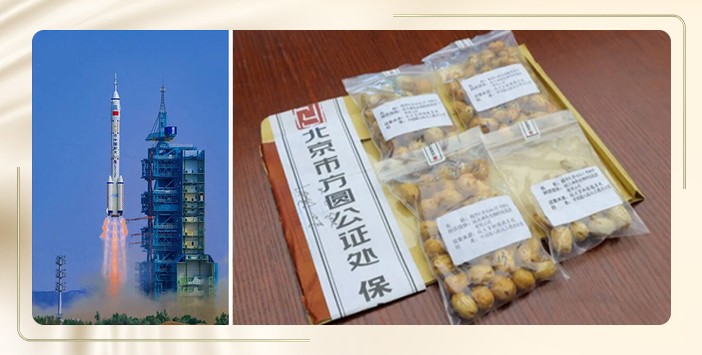 1754455345466210.jpg 一颗深山野南酸枣的逆袭之旅 10.jpg